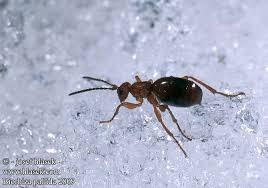 Attēlu rezultāti vaicājumam “Biorhiza pallida”