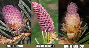 Attēlu rezultāti vaicājumam “Picea abies female flower”