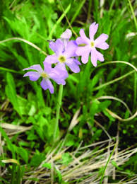 Attēlu rezultāti vaicājumam “Primulaceae”