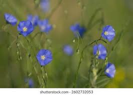 Attēlu rezultāti vaicājumam “Linaceae”