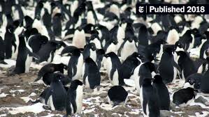 Image result for penguin