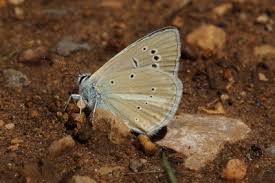 Attēlu rezultāti vaicājumam “Agrodiaetus damon underside”