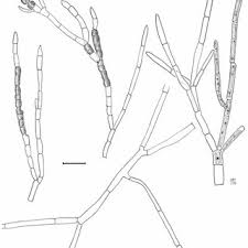 Attēlu rezultāti vaicājumam “Chaetophora pisiformis”