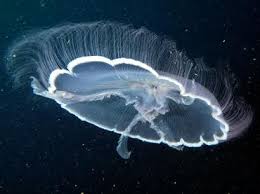 Attēlu rezultāti vaicājumam “Aurelia aurita”