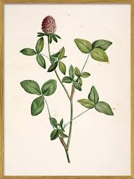Attēlu rezultāti vaicājumam “Trifolium pratense”