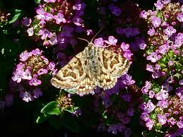 Attēlu rezultāti vaicājumam “Callistege mi”