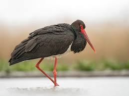 Attēlu rezultāti vaicājumam “Ciconia nigra adult”