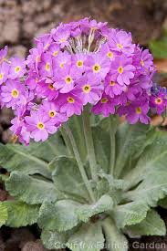 Attēlu rezultāti vaicājumam “Primula farinosa flower”