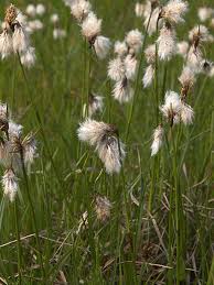 Attēlu rezultāti vaicājumam “Eriophorum angustifolium”