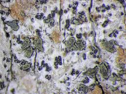 Attēlu rezultāti vaicājumam “Plectocarpon lichenum”