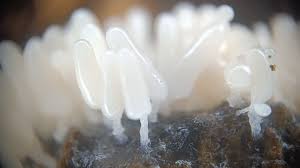 Attēlu rezultāti vaicājumam “Arcyria, Heterotrichia sp.”