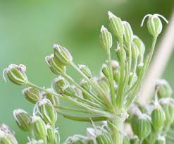 Attēlu rezultāti vaicājumam “Selinum carvifolia fruit”