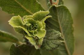 Attēlu rezultāti vaicājumam “Rhabdophaga rosaria”