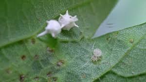 Attēlu rezultāti vaicājumam “Paidiscura pallens”