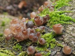 Attēlu rezultāti vaicājumam “Neobulgaria pura”