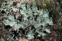 Attēlu rezultāti vaicājumam “Platismatia glauca”