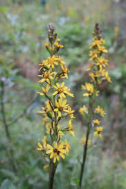Attēlu rezultāti vaicājumam “Ligularia sibirica flower”