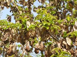 Attēlu rezultāti vaicājumam “Quercus robur fo. pectinata”