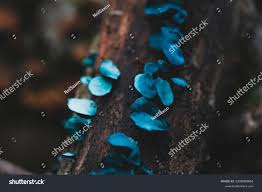 Attēlu rezultāti vaicājumam “Chlorociboria aeruginascens”