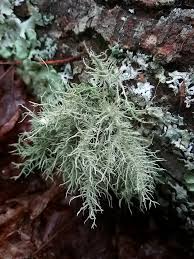 Attēlu rezultāti vaicājumam “Biatoropsis usnearum”