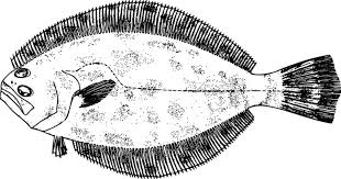 Image result for Paralichthys lethostigma