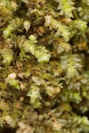 Attēlu rezultāti vaicājumam “Scapania apiculata”