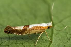 Attēlu rezultāti vaicājumam “Argyresthia albistria”