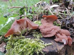 Attēlu rezultāti vaicājumam “Discina perlata”