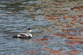 Attēlu rezultāti vaicājumam “Somateria mollissima juvenile”