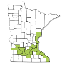 Image result for Cycleptus elongatus