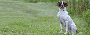 Image result for Pointers