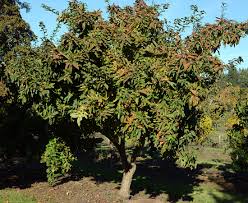 Attēlu rezultāti vaicājumam “Mespilus germanica”