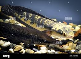 Image result for Channa argus