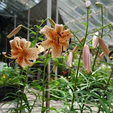 Attēlu rezultāti vaicājumam “Lilium lancifolium”
