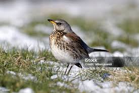Image result for Turdus pilaris