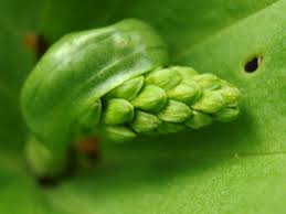 Attēlu rezultāti vaicājumam “Listera ovata bud”