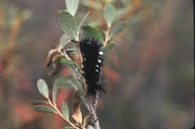 Attēlu rezultāti vaicājumam “Gynaephora selenitica larva”