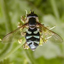 Attēlu rezultāti vaicājumam “Didea alneti”