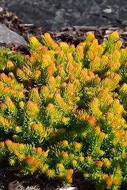 Attēlu rezultāti vaicājumam “Sedum rupestre”