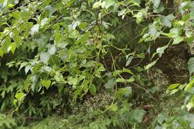 Attēlu rezultāti vaicājumam “Taphrina betulina”