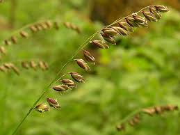 Attēlu rezultāti vaicājumam “Melica nutans”