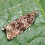 Attēlu rezultāti vaicājumam “Orthotaenia undulana”