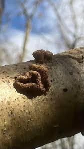 Attēlu rezultāti vaicājumam “Encoelia furfuracea”