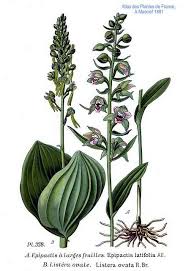 Attēlu rezultāti vaicājumam “Listera ovata flower”