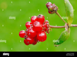 Attēlu rezultāti vaicājumam “Lonicera caprifolium fruit”