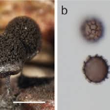 Attēlu rezultāti vaicājumam “Arcyria globosa”