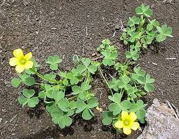 Attēlu rezultāti vaicājumam “Oxalis corniculata”