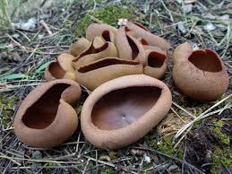 Attēlu rezultāti vaicājumam “Peziza badia”