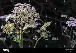 Attēlu rezultāti vaicājumam “Angelica palustris flower”