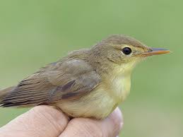 Image result for Hippolais polyglotta